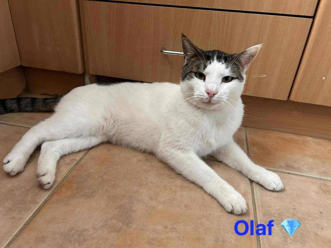 Olaf