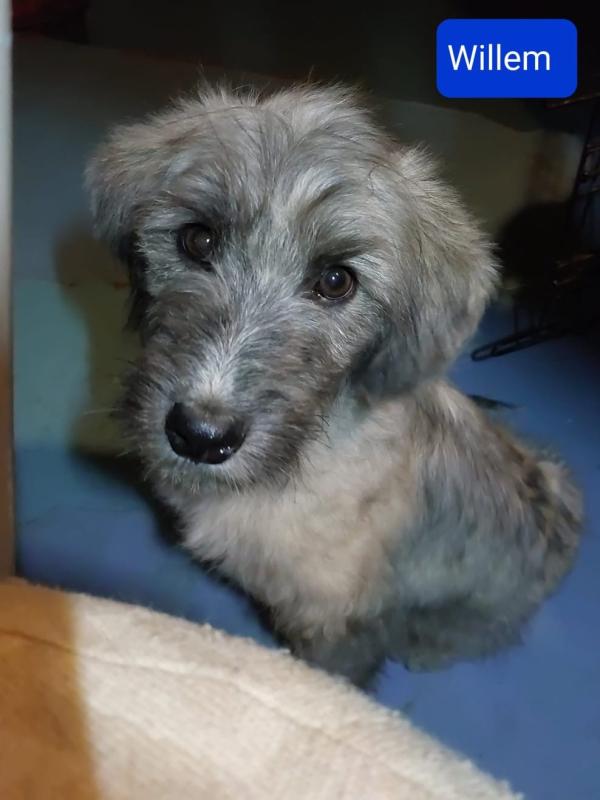 Willem
