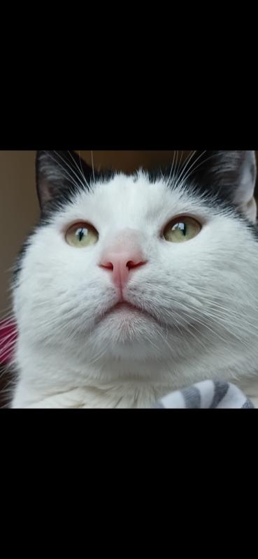 Miso