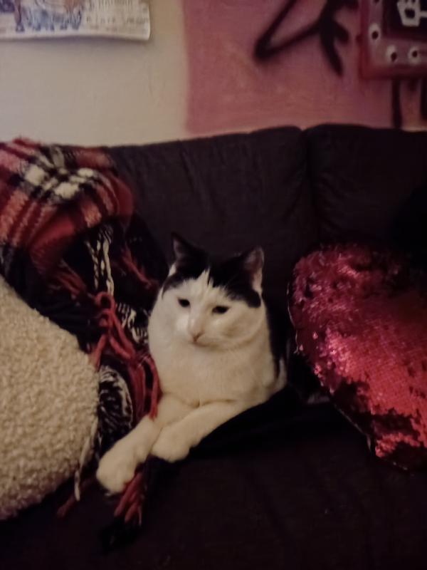Miso