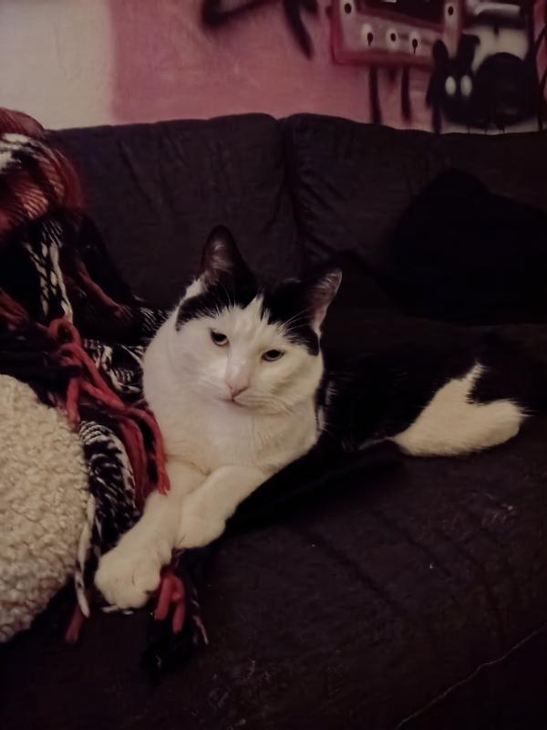 Miso