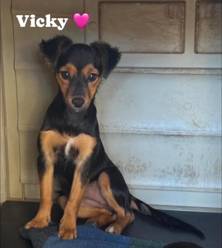 Vicky
