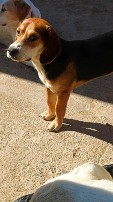 Toby