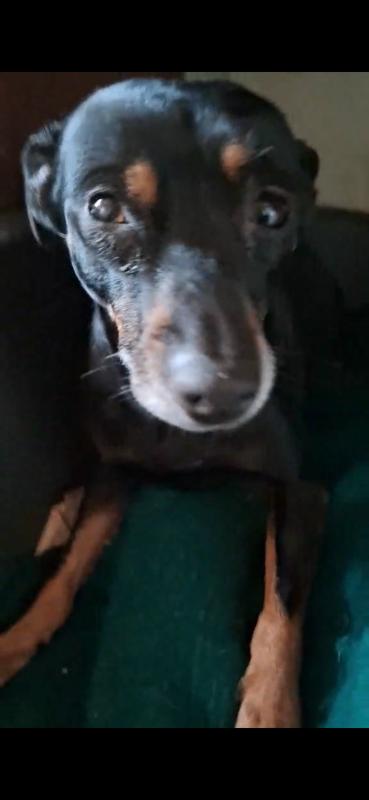Bibi