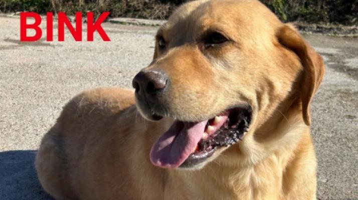 Bink