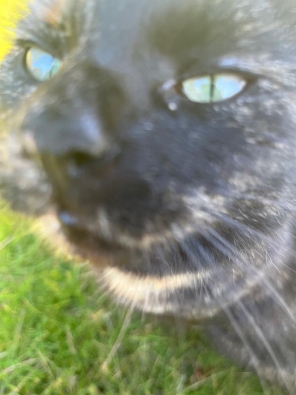 Mo
