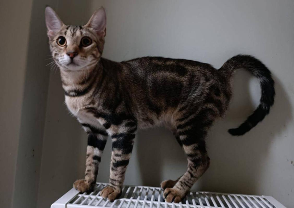 Sid