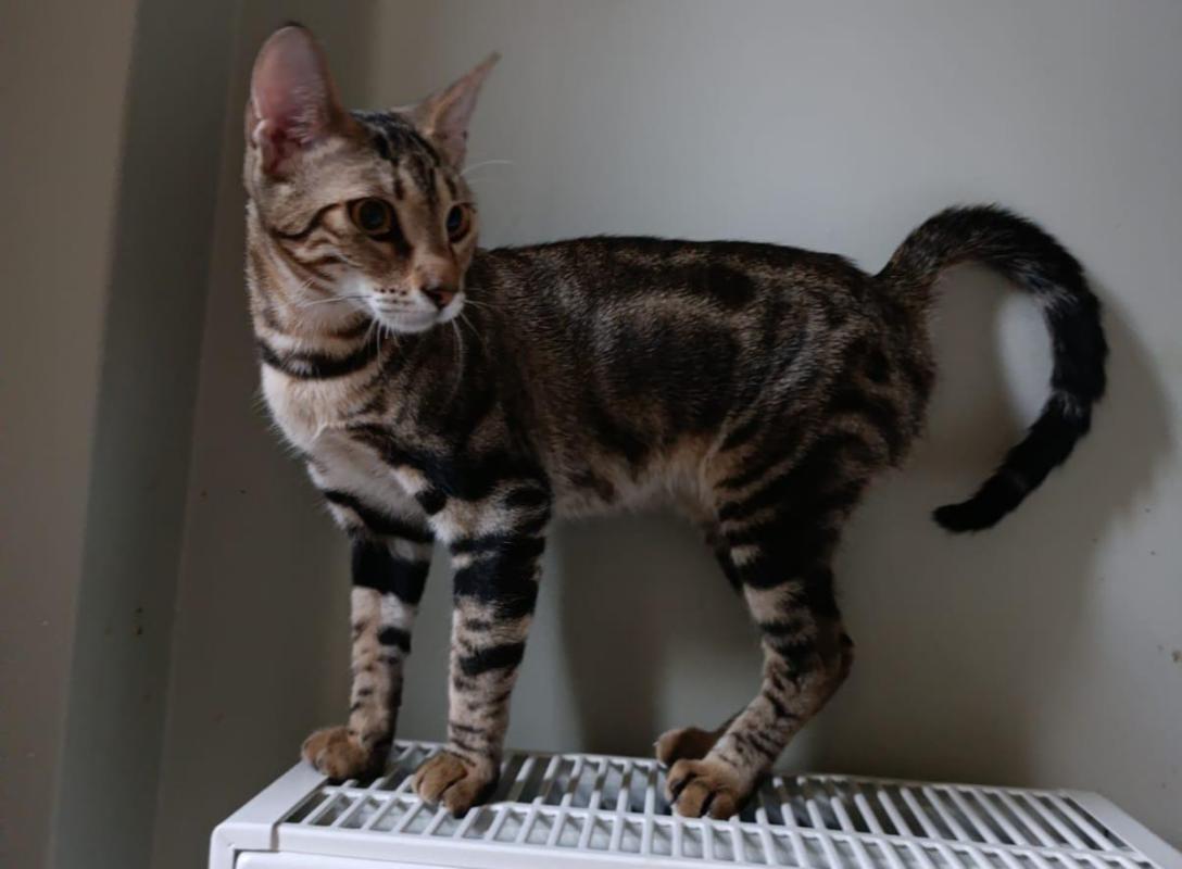 Sid