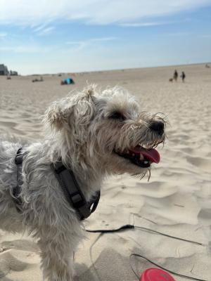 Bella Flappy Beethoven