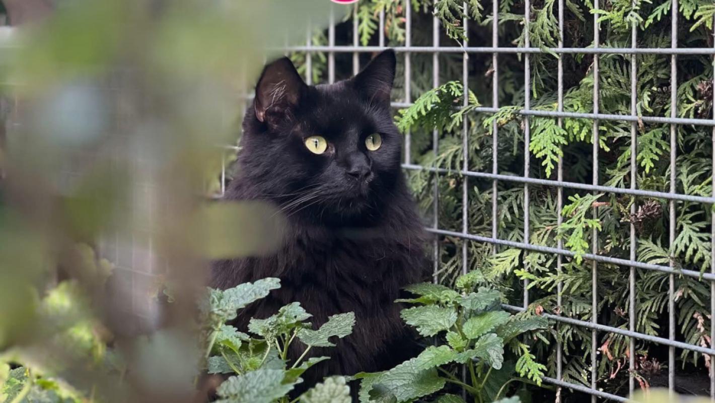 Dikkie Dik Sebastiaan Muis