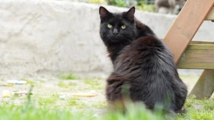 Dikkie Dik Sebastiaan Muis