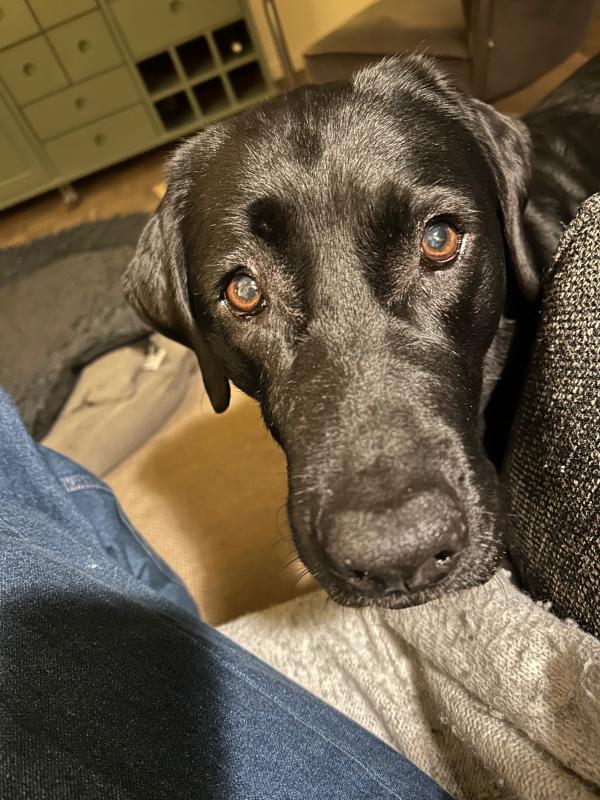 Lexie
