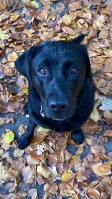 Lexie