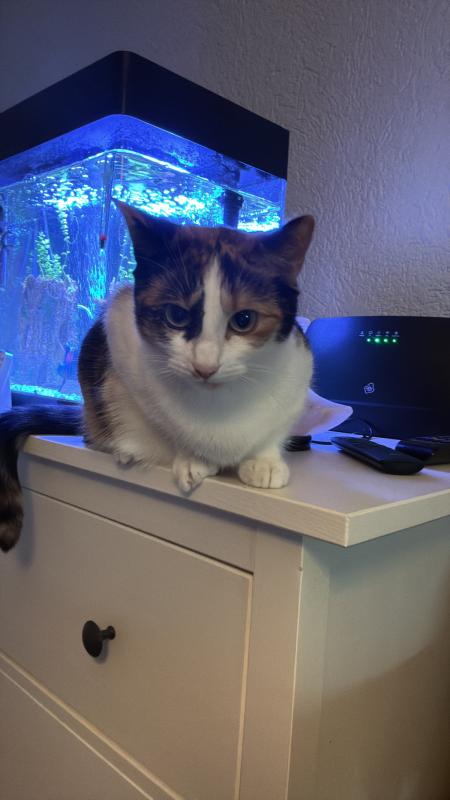 Mimsy