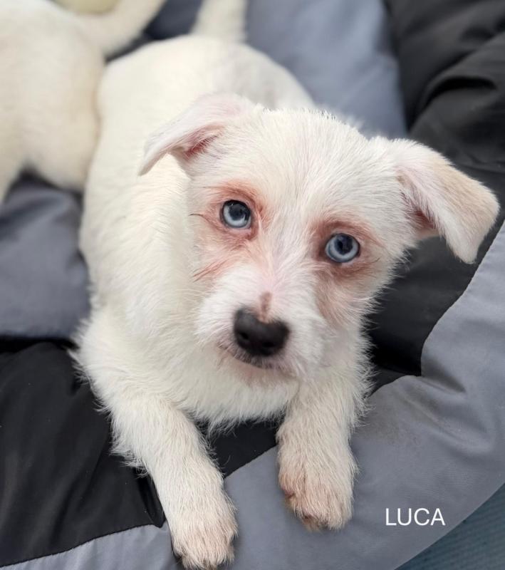 Luca