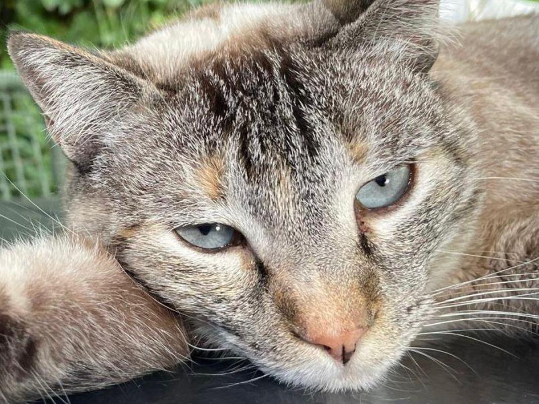 Saffy