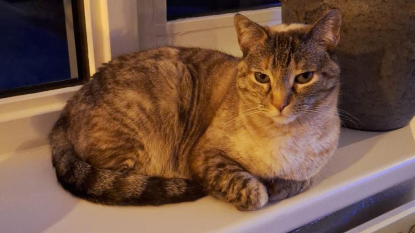 Saffy