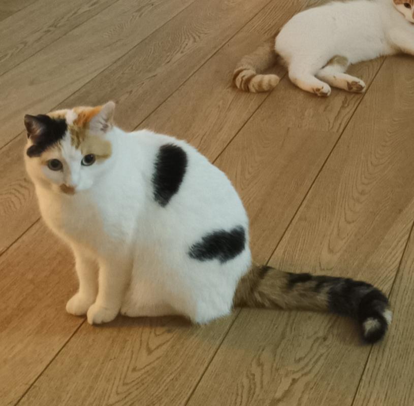 Lola + Milo + Teddy + Sushi