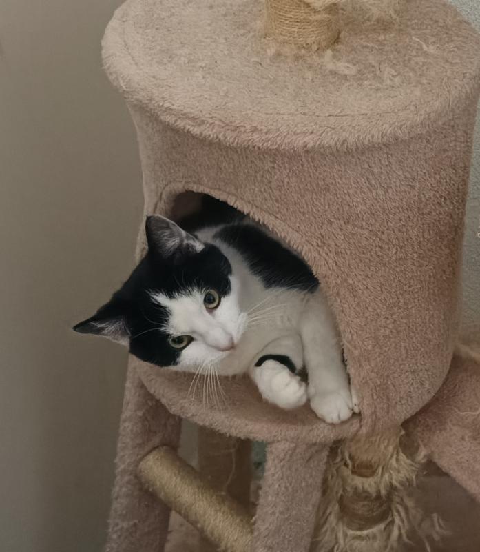 Lola + Milo + Teddy + Sushi