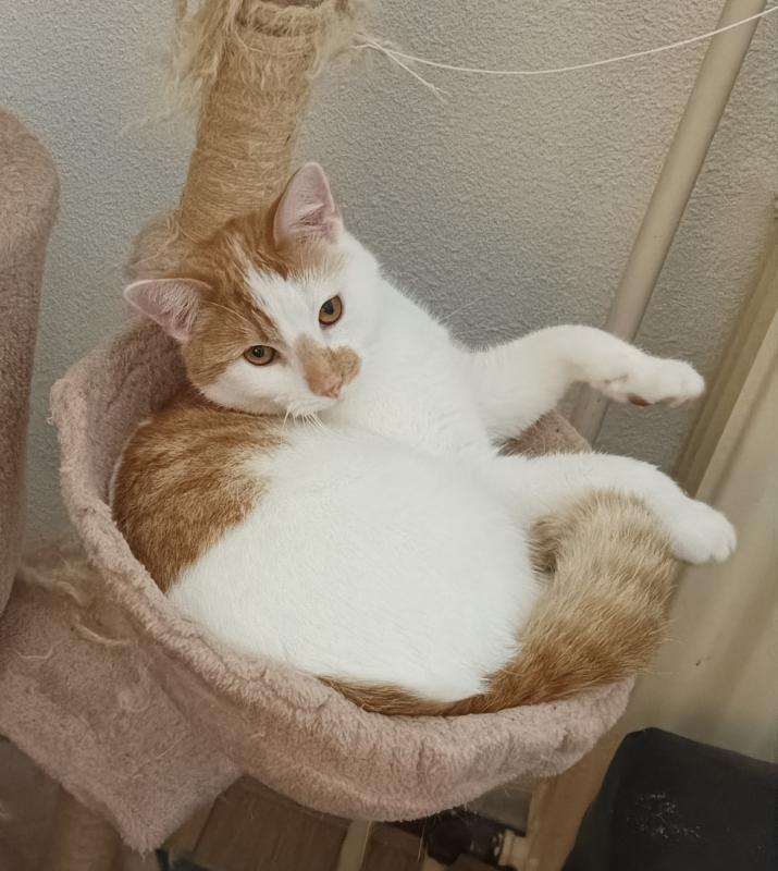 Lola + Milo + Teddy + Sushi