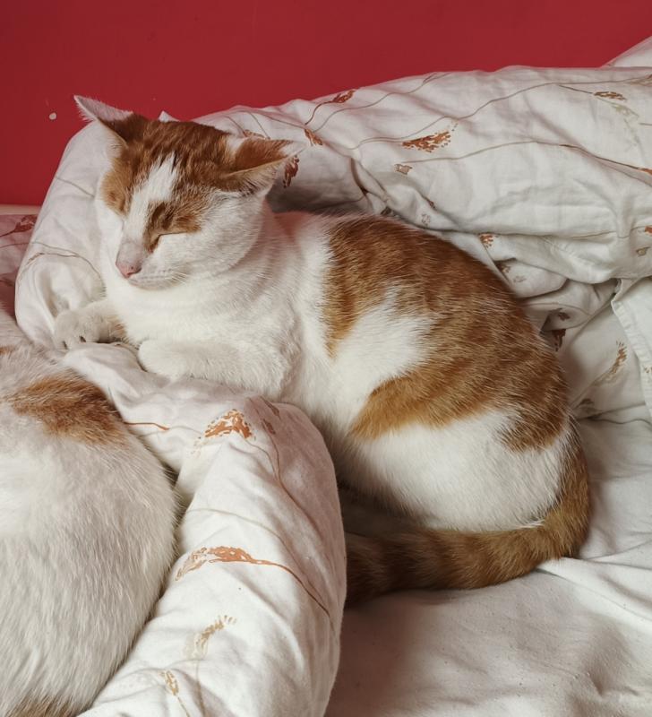 Lola + Milo + Teddy + Sushi