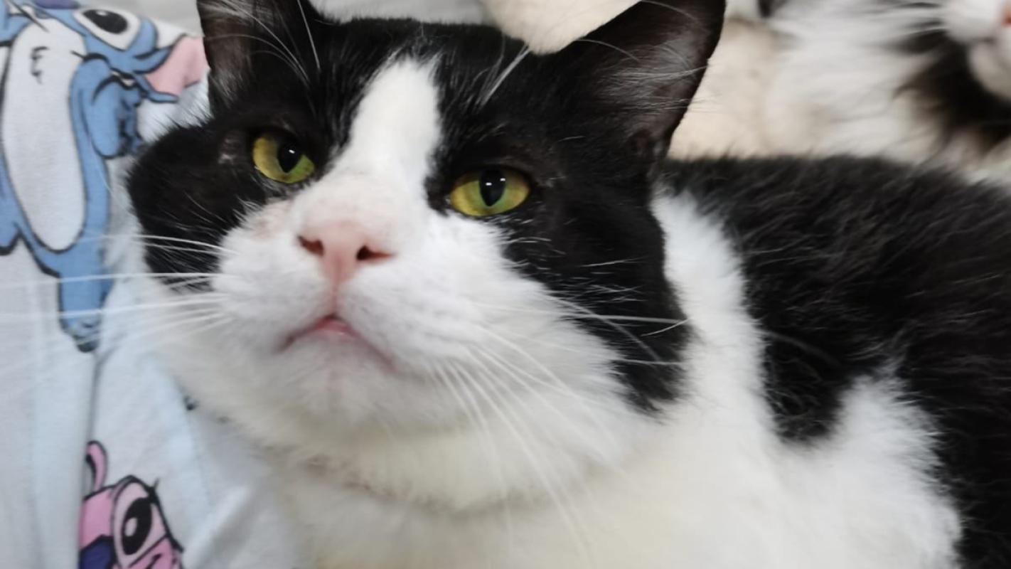 Zorro