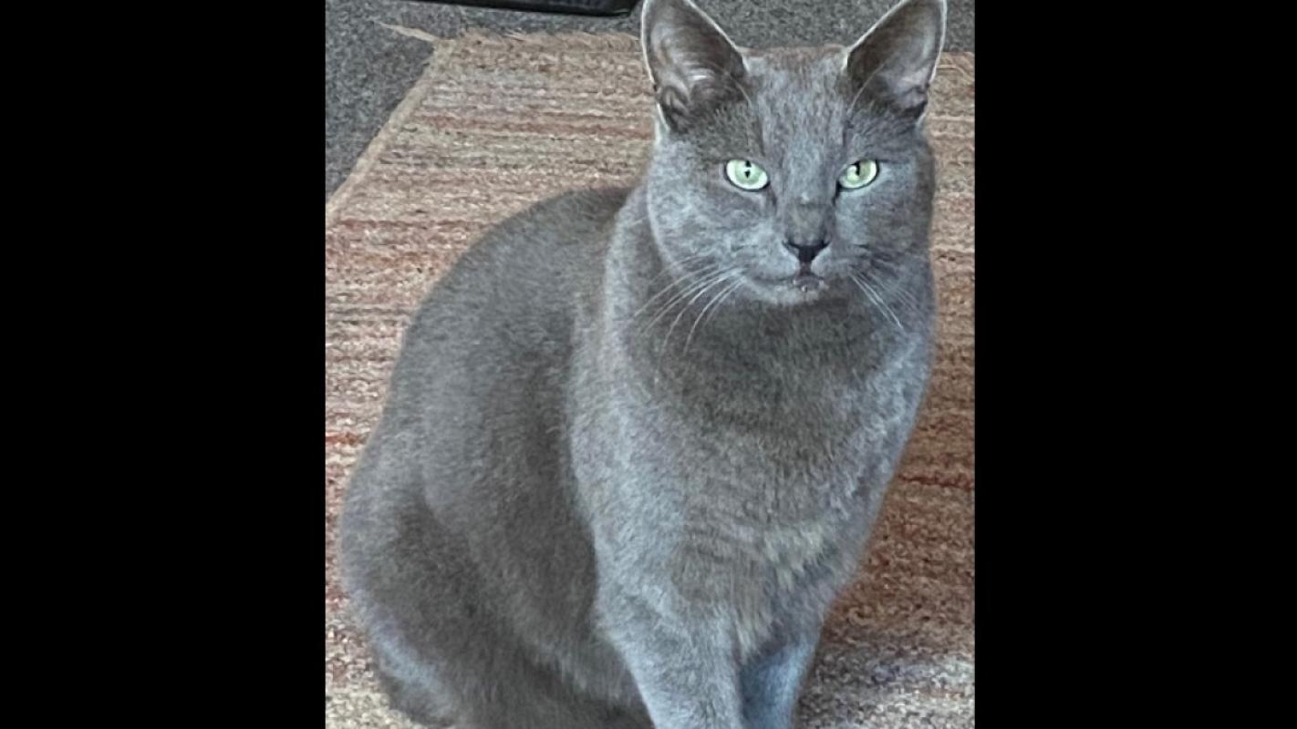 *SPOED* Grey C & Beauty