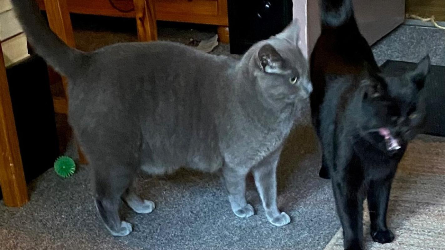 *SPOED* Grey C + Beauty