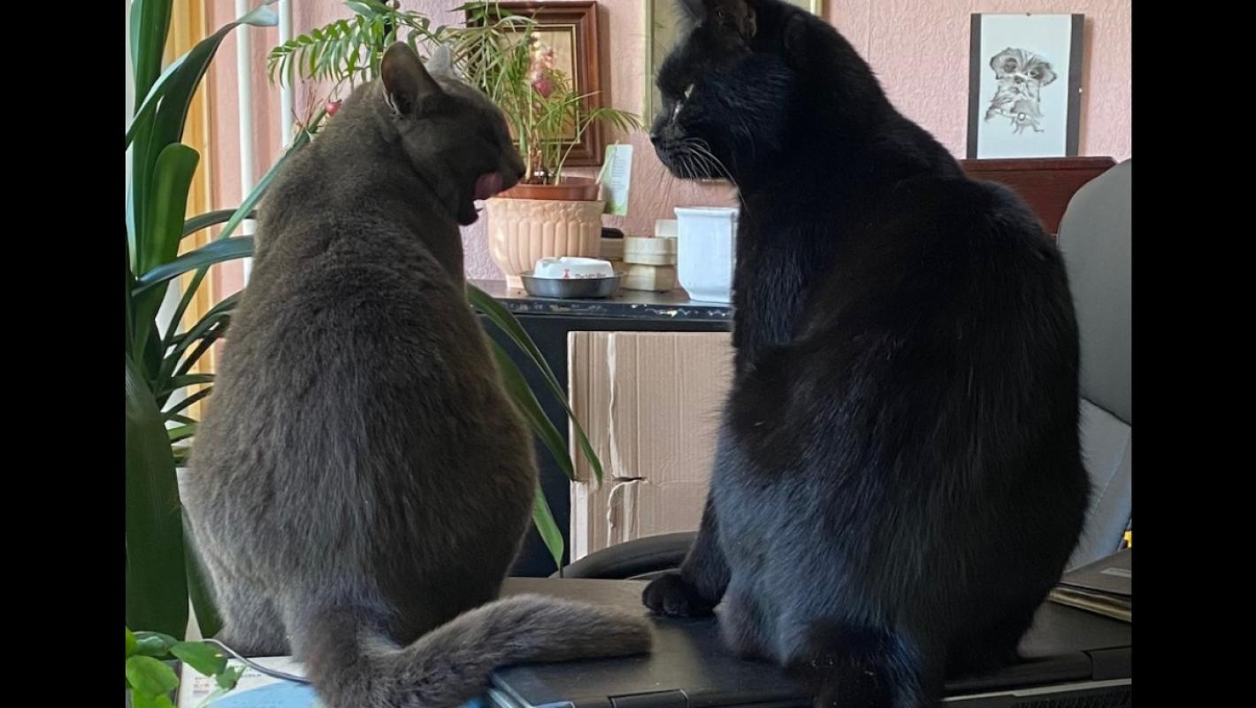 *SPOED* Grey C + Beauty