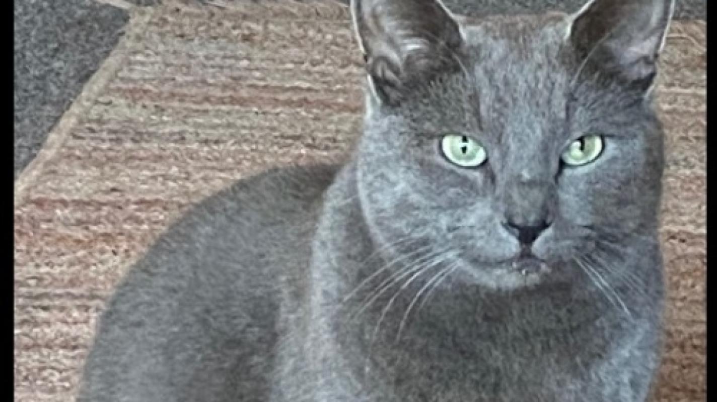 *SPOED* Grey C + Beauty