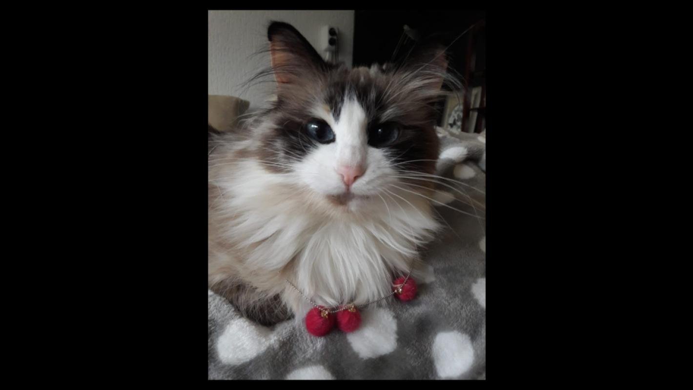 Puschinka en Duschenka