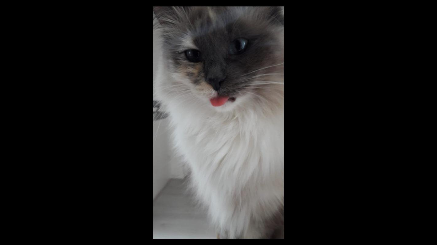 Puschinka en Duschenka