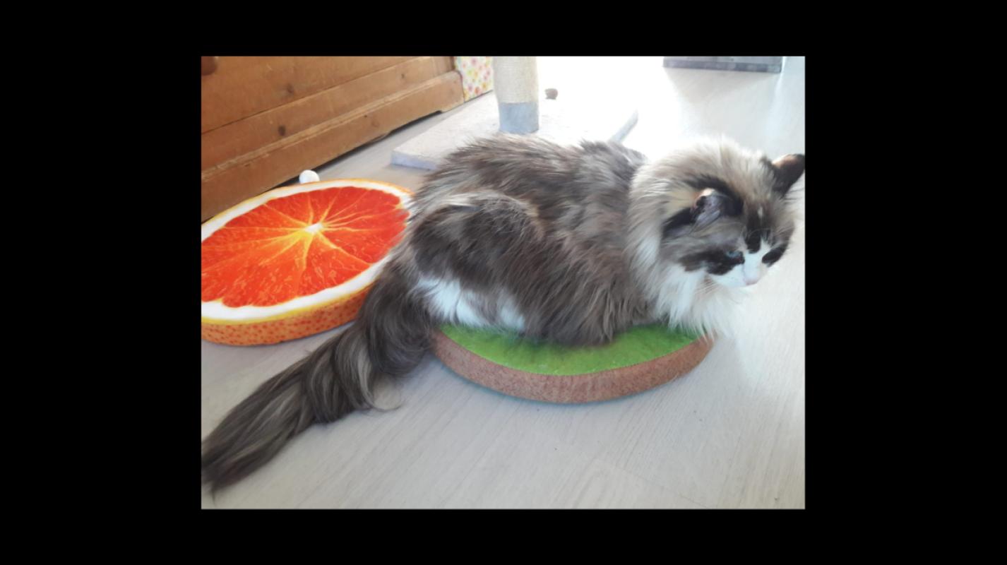 Puschinka en Duschenka