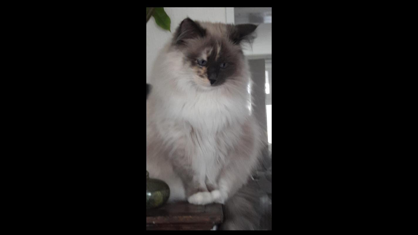 Puschinka + Duschenka