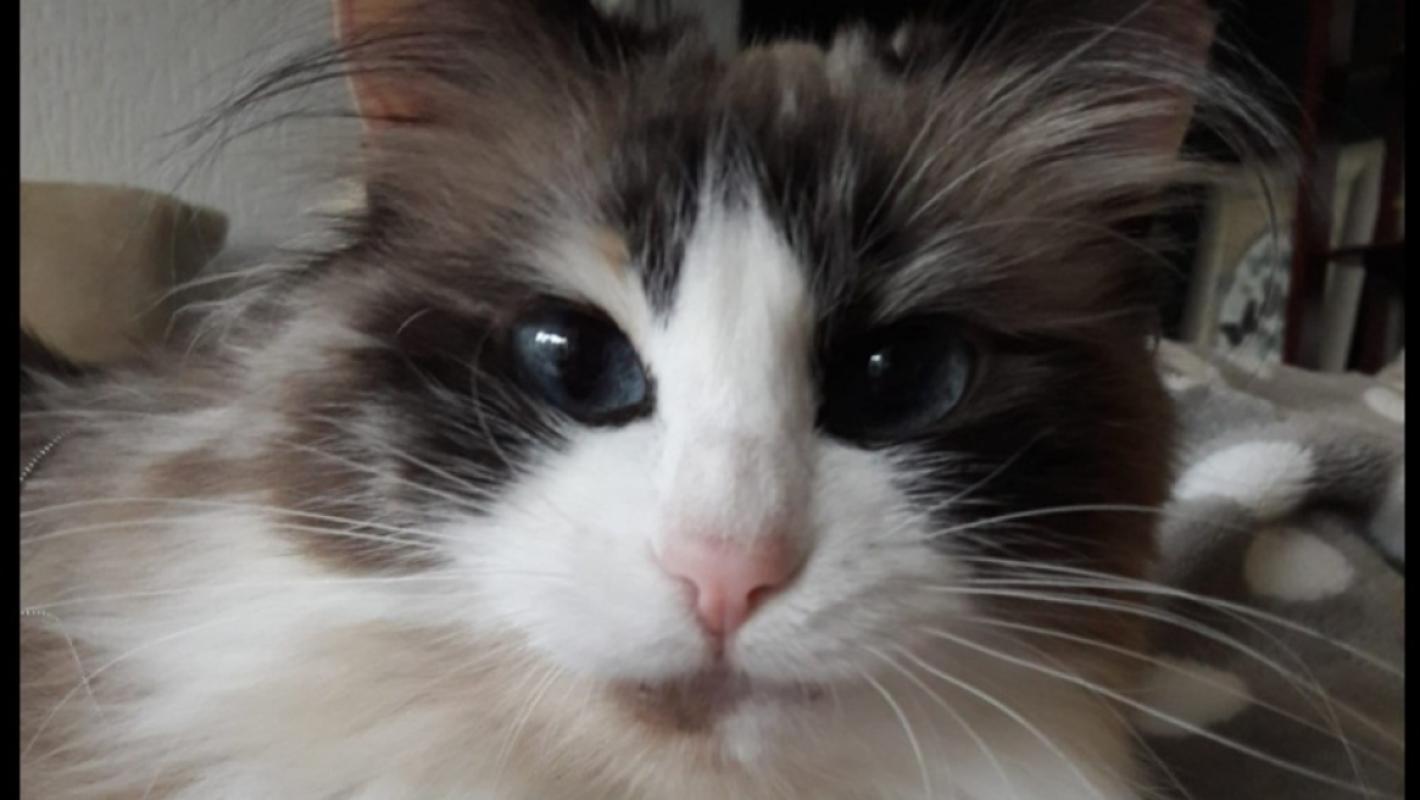 Puschinka + Duschenka