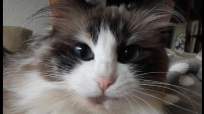 Puschinka + Duschenka