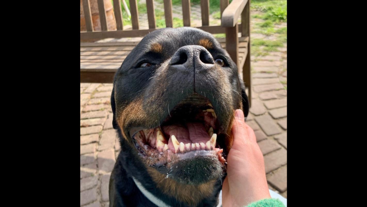 Mojo