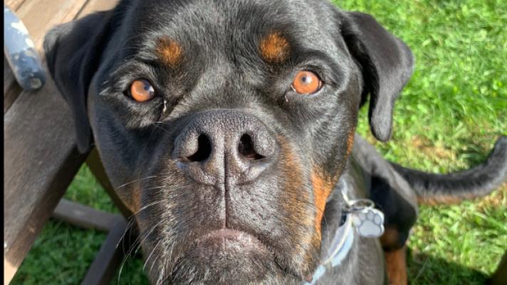 Mojo