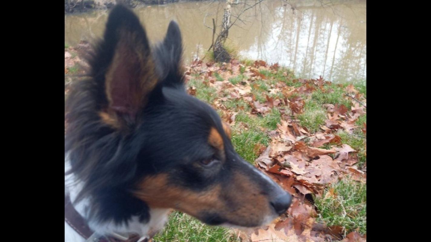 Rintintin