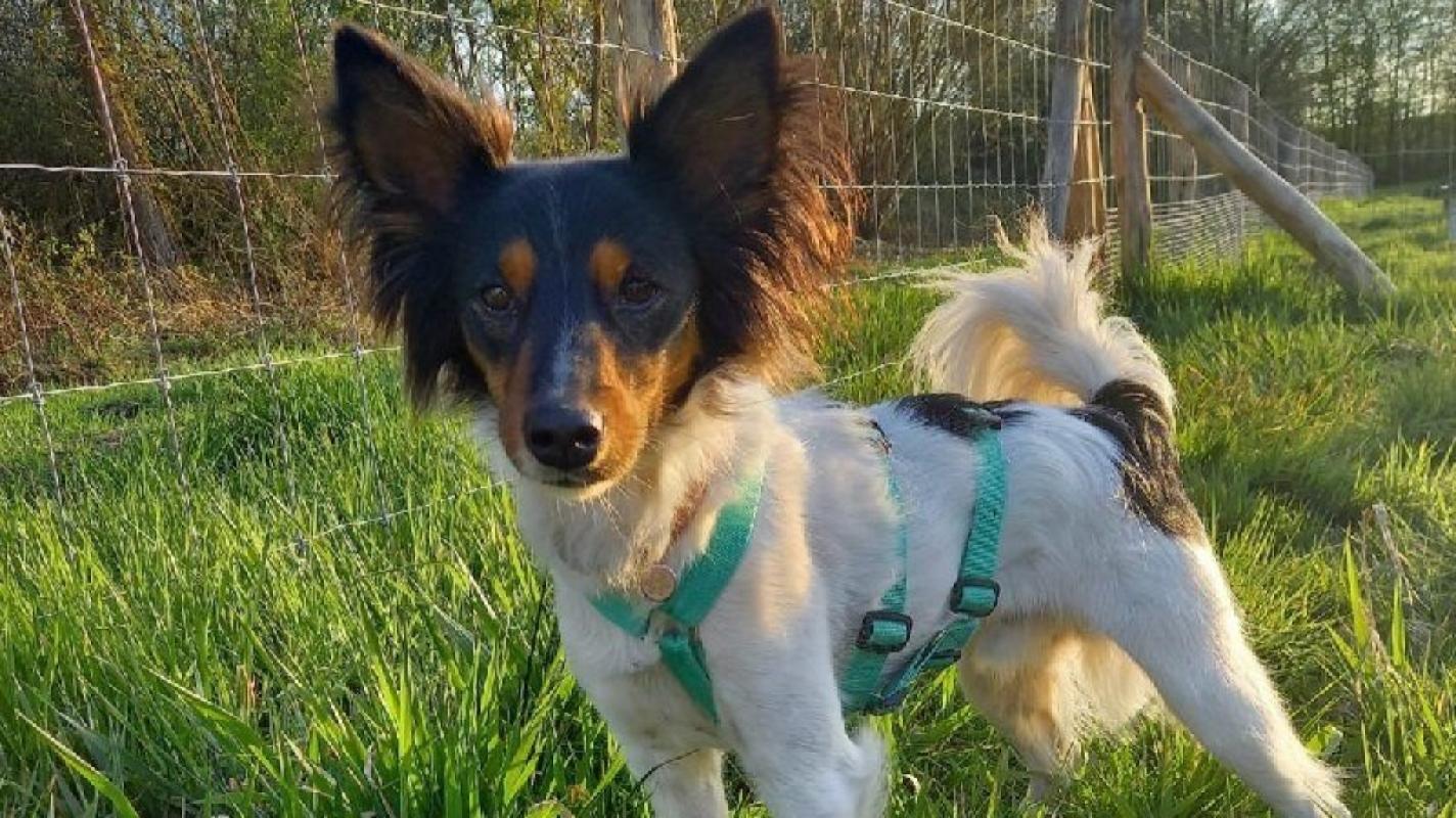 Rintintin