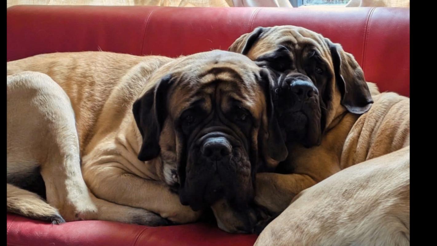 *SPOED* Kronos & Kaghan