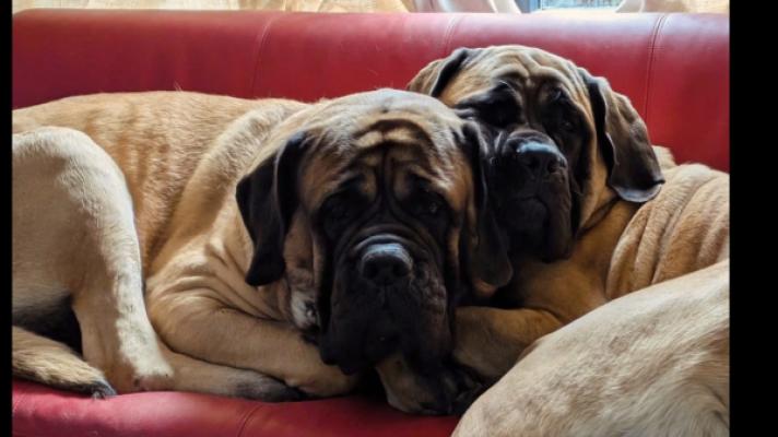 *SPOED* Kronos & Kaghan