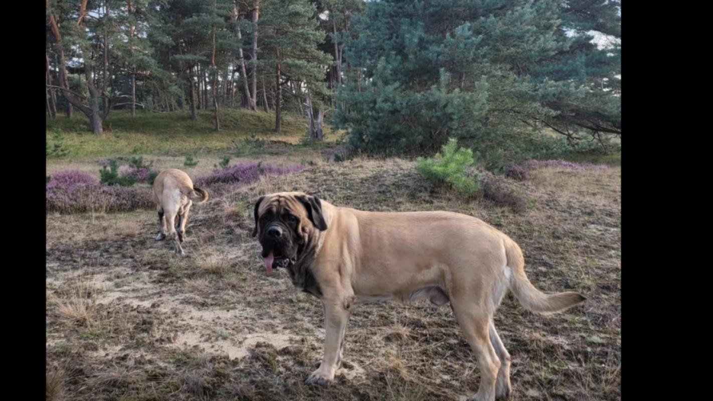 *SPOED* Kronos & Kaghan