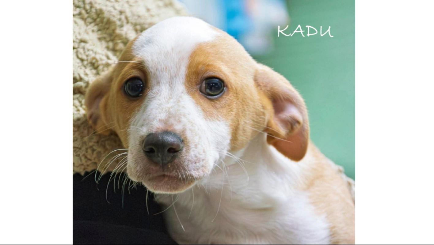 Kadu
