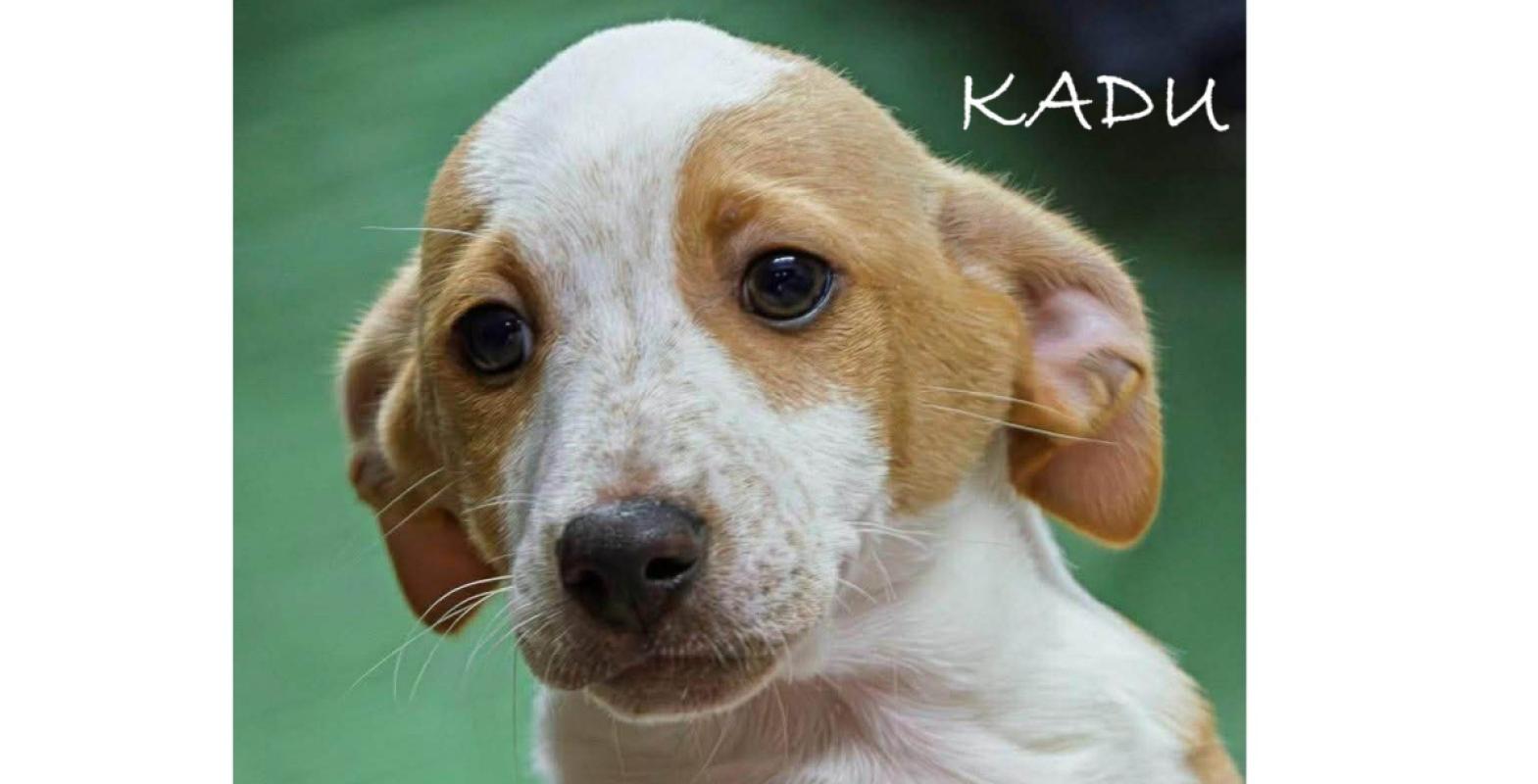 Kadu