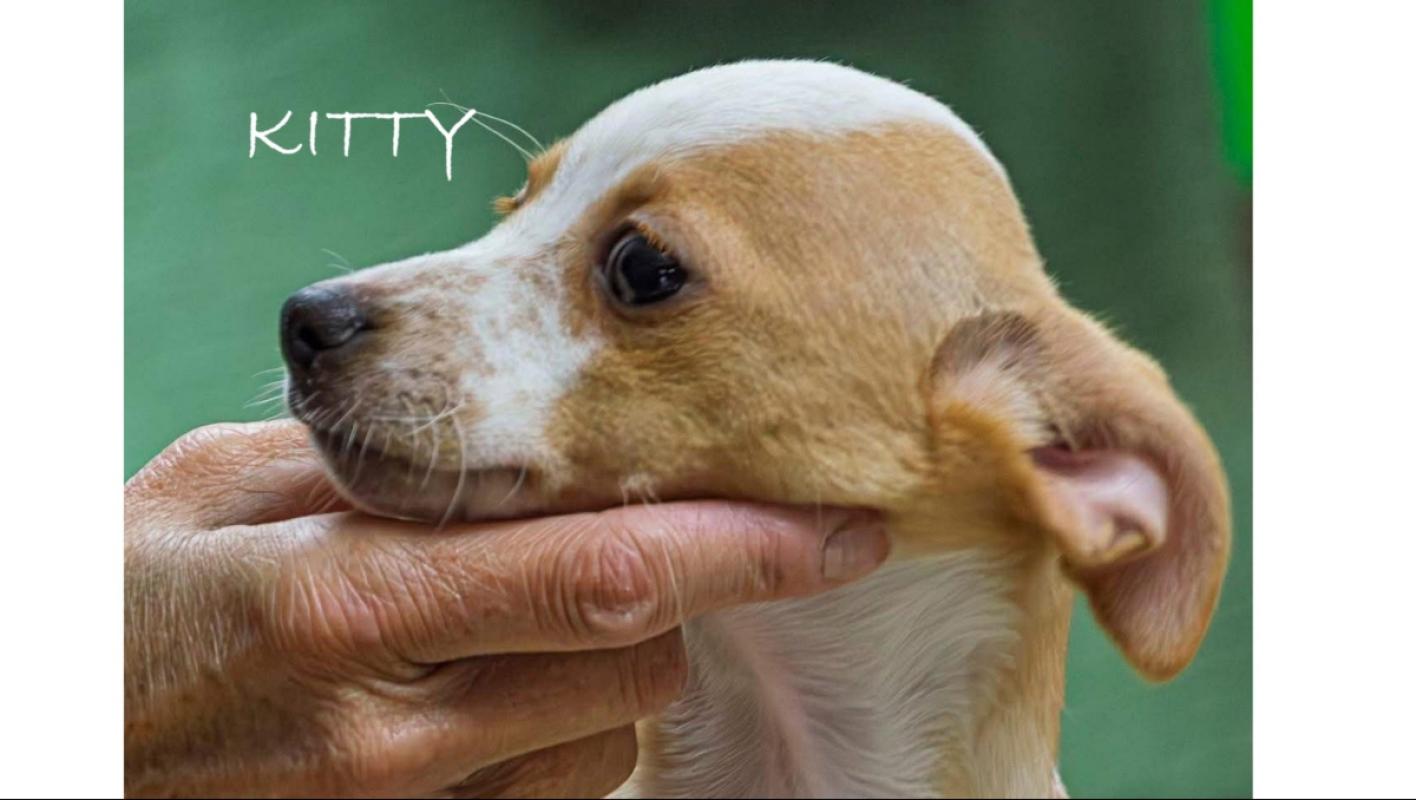 Kitty