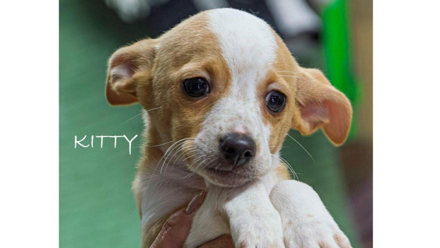 Kitty