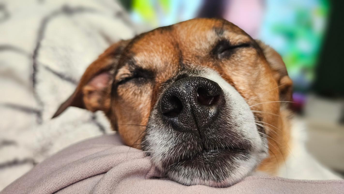 Jax