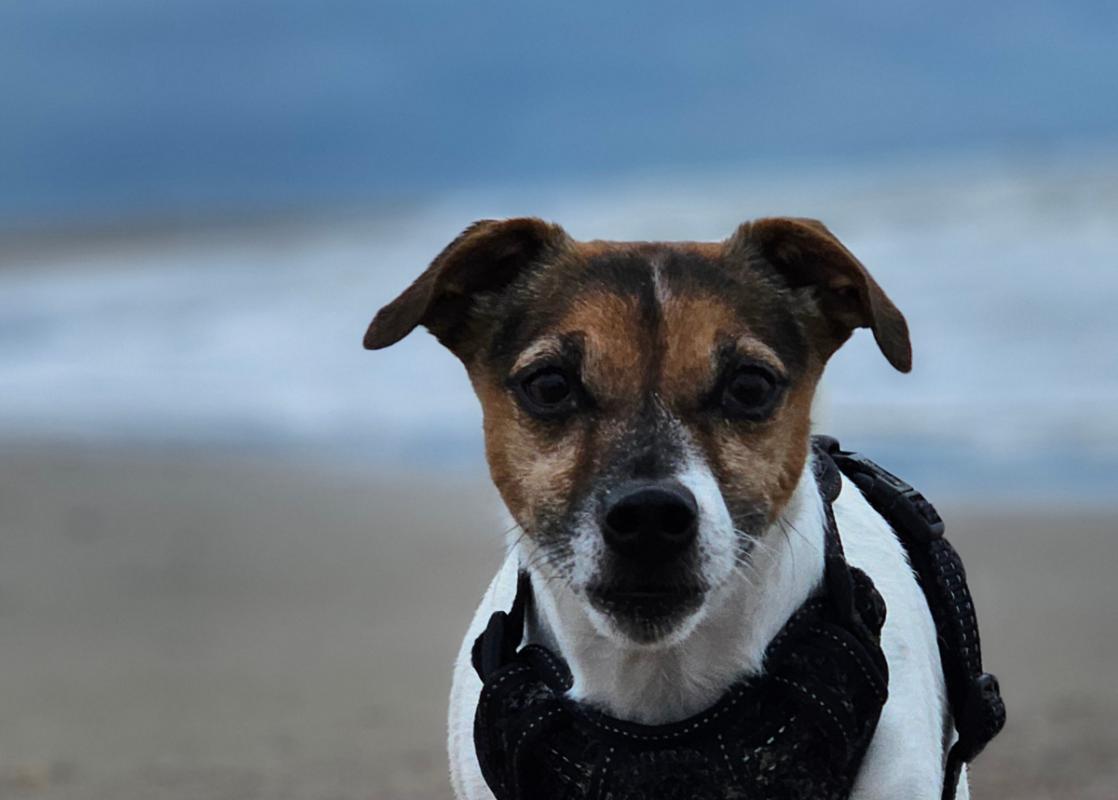 Jax