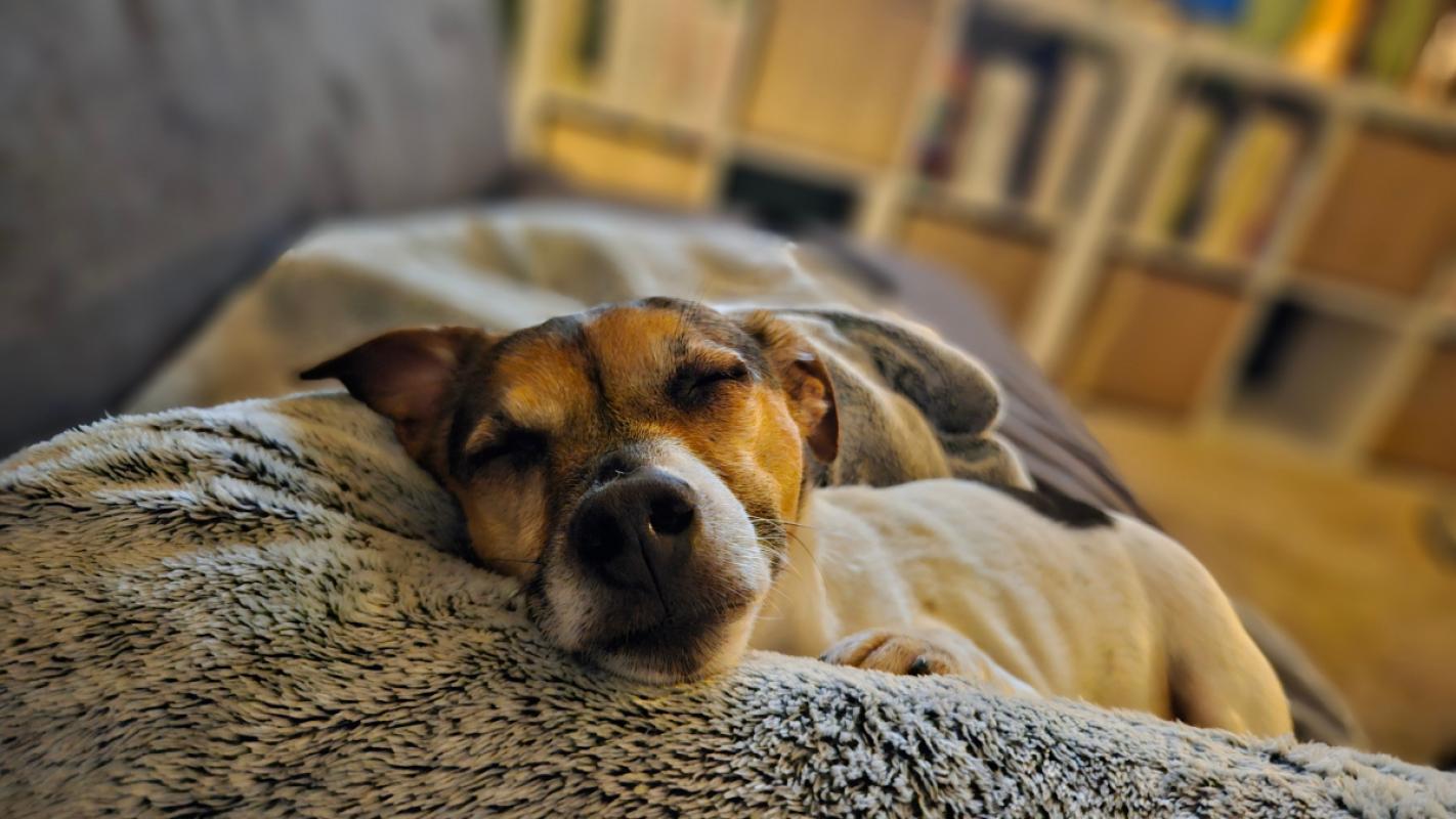 Jax